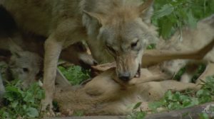 yellowstone falls pic